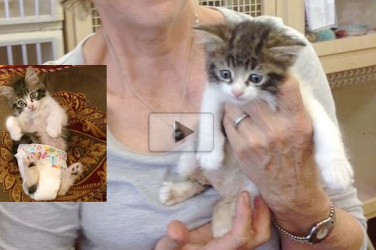 This Special Kitty May Need to Wear a Diaper Everyday But He's the Happiest and Sweetest Cat Ever!
