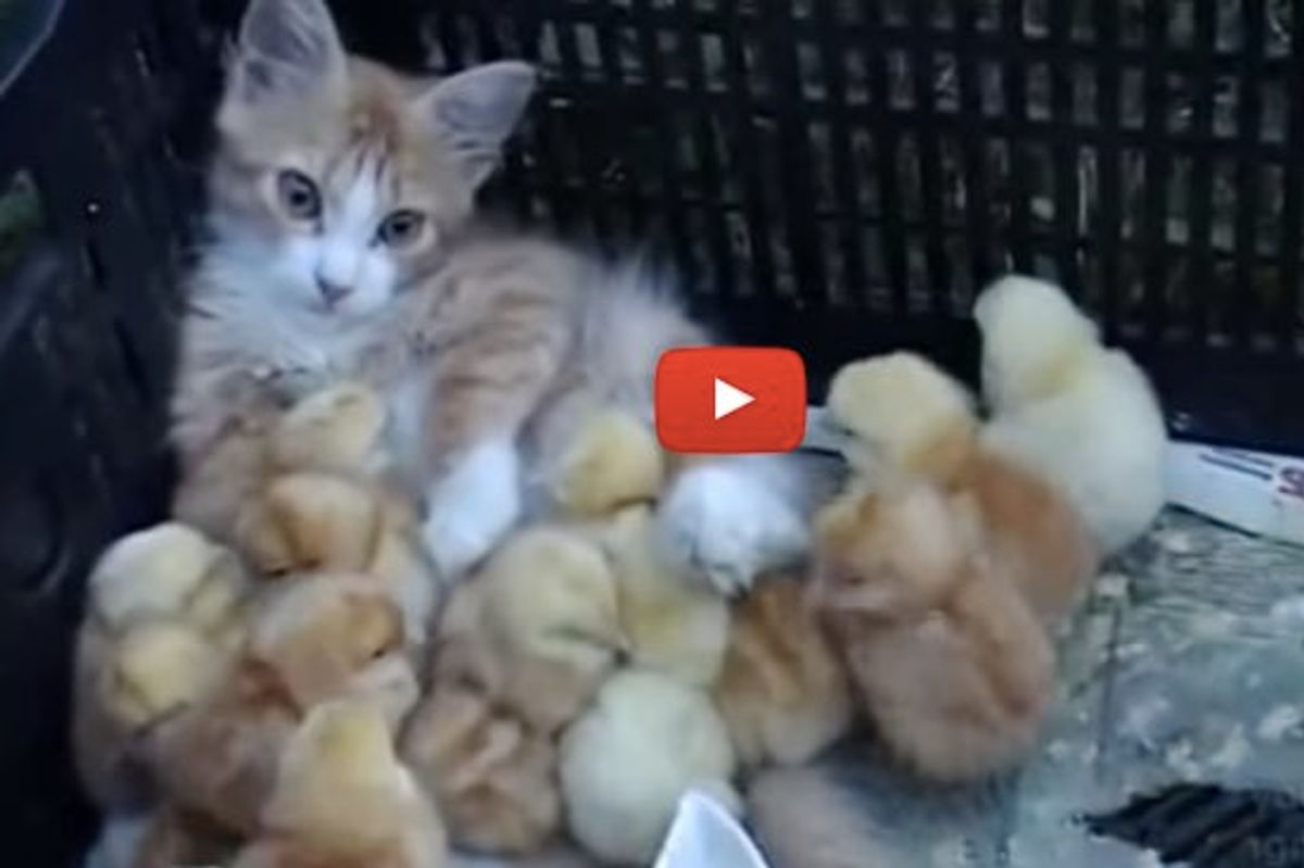 Ginger Kitten Adopts Little Chirpy Chicks. It's a Big Ginger Family!