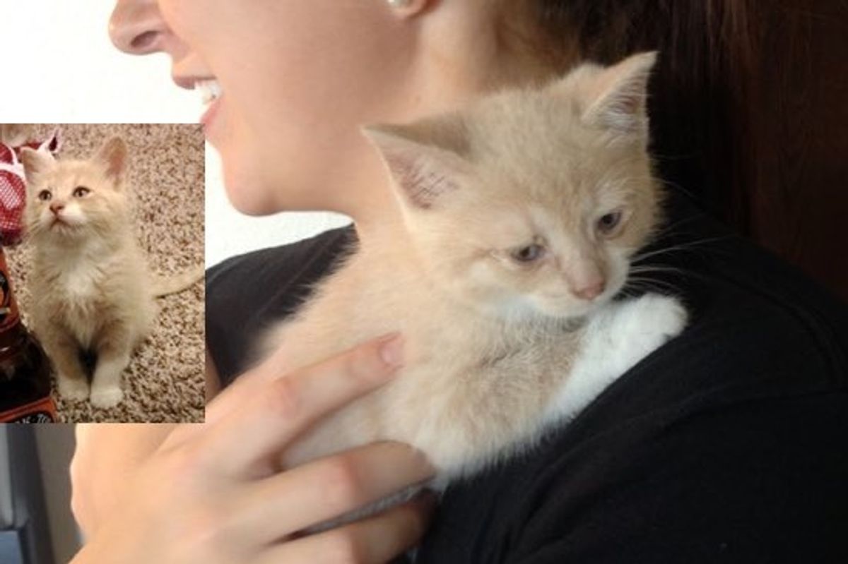 A Sad Kitten Becomes the Happiest Kitty. This is What It Takes!