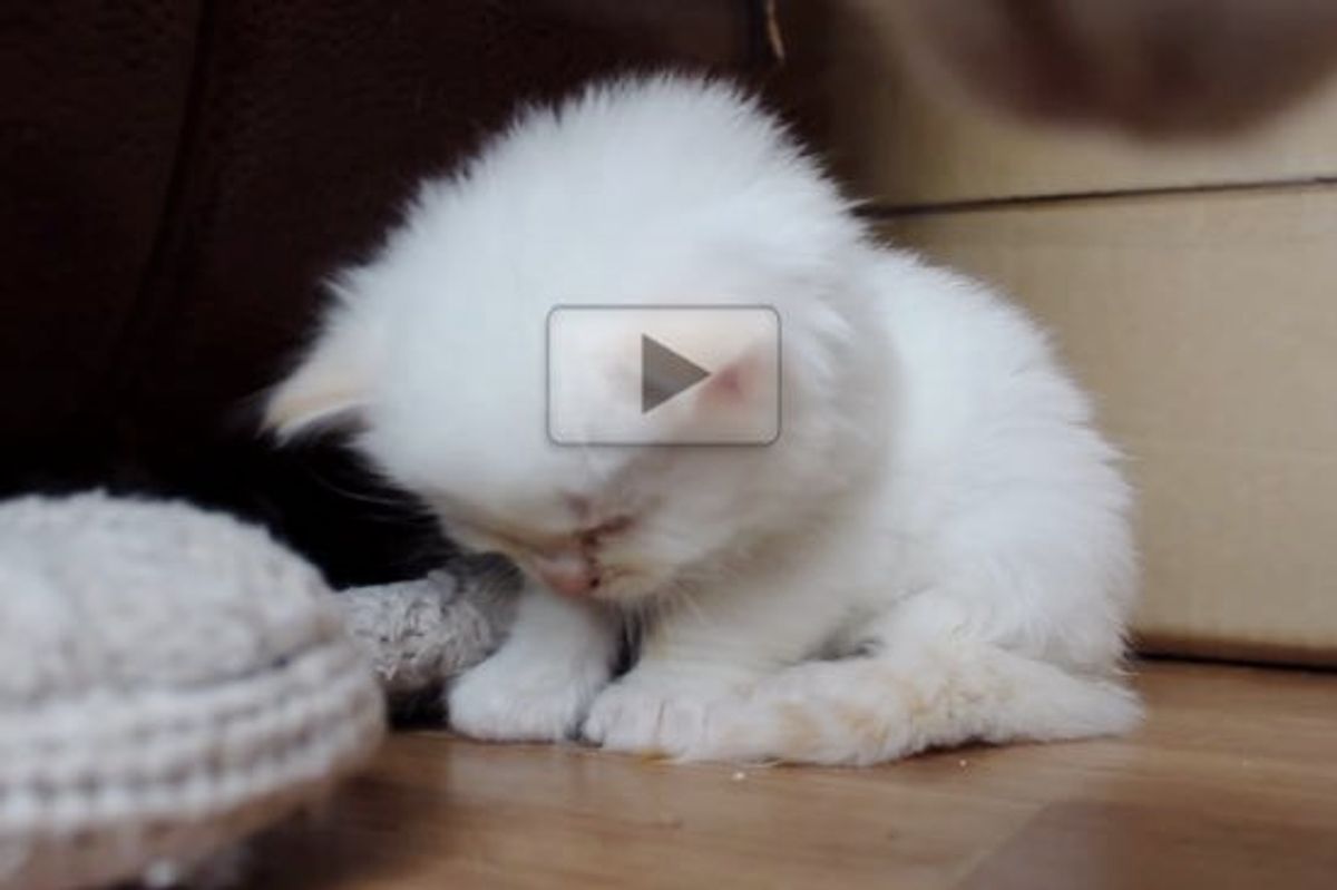 So Sweepy Kitty Can't Stay Awake Any More...