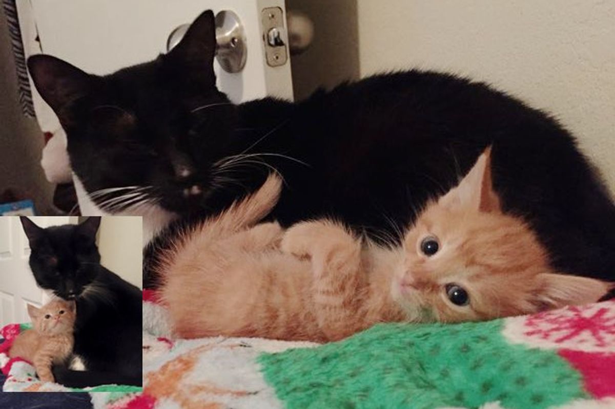 This Ginger Kitten Has a Mom But Found Another Mama at His Foster Home...