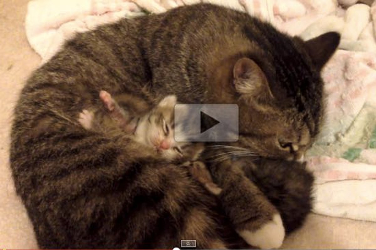 There's Something Furry Tucked in the Tabby's Belly! So Cuteeee!