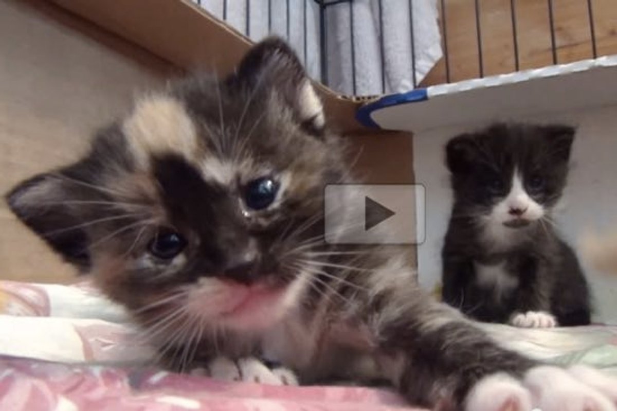 This is How Roodi and Cupcake Turn Their Humans into 'Foster Failures'