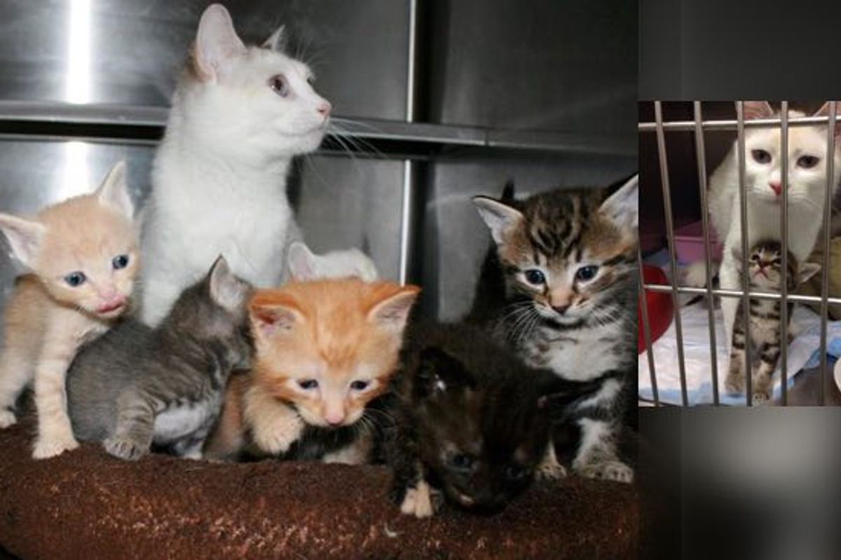 Rescue Stray Cat Gave Birth to Three Kittens But Ended Up with Six Babies!