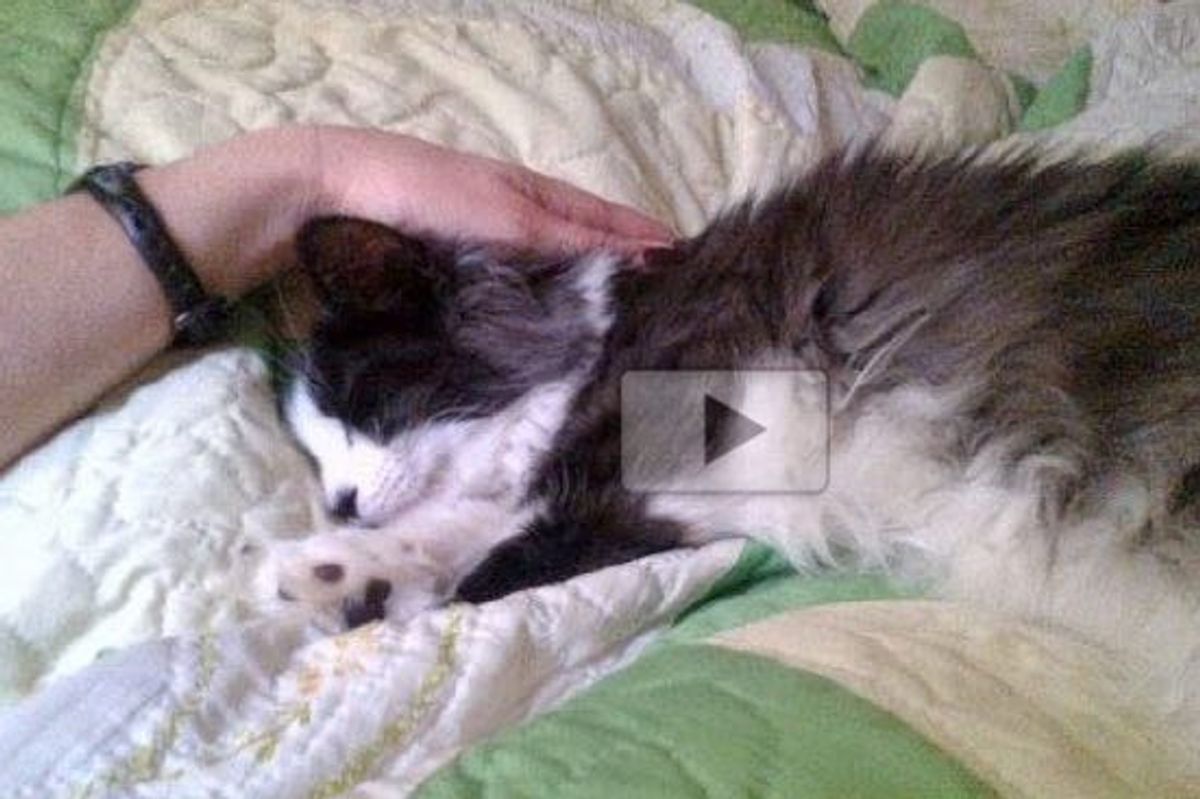 Watch as Sidney Changes from the Most Fearful Kitten to a Happy Affectionate Cat