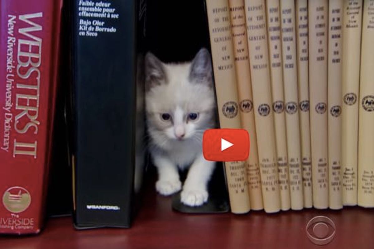 These Kitty Librarians at an Office Building Don't Offer Books, What They Offer is So Much Better!
