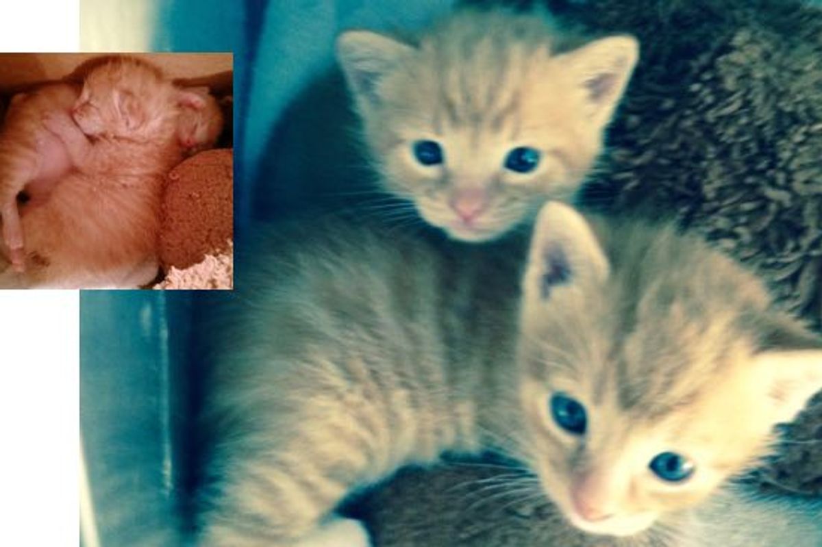 Wounded Cat Mom Hung on Long Enough to Ensure Her Babies Lived! Meet These Two Miracle Kittens!
