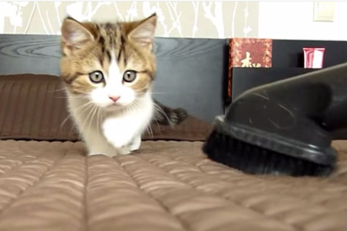 Fearless Kittens Charge Up Against Vacuum When Mom Cleans the Bed