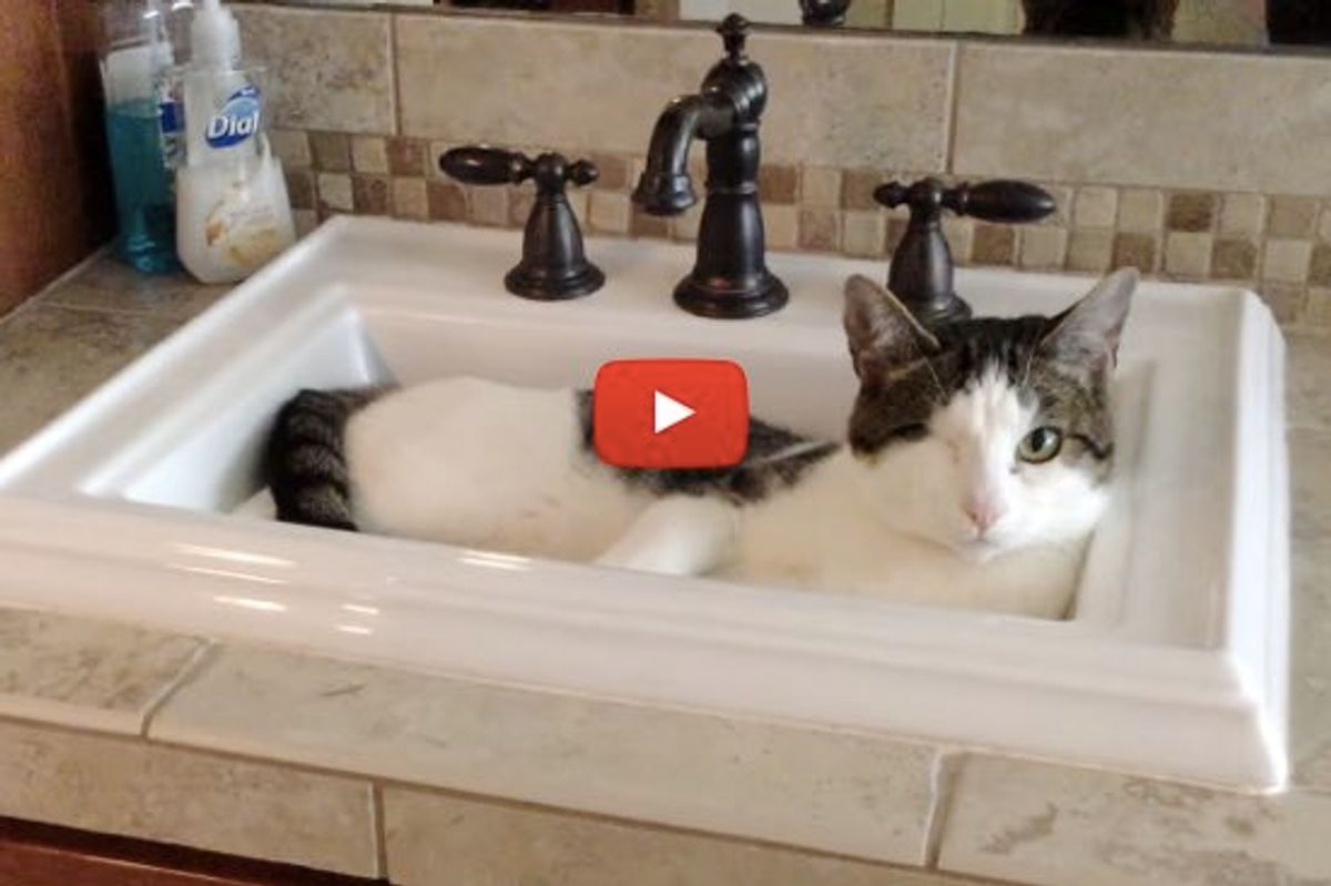 Mick the One-eyed Cat No Longer Needs His Humans to Get a Drink of Water.