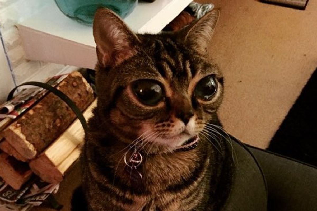 Cat with a Pair of Mysteriously Big Eyes