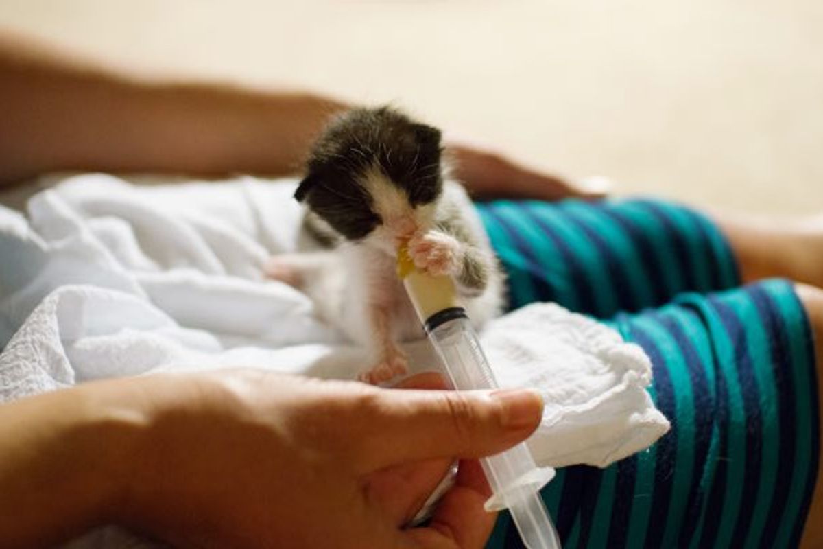 Orphaned Kitten Less Than 12 Hours Old Fights For Her Life, Now 2 Years Later..