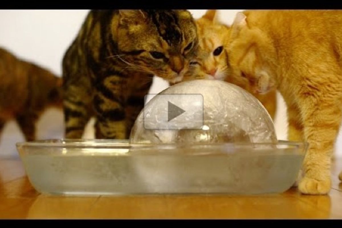 Nine Cats Enjoying a Giant Ice Ball!