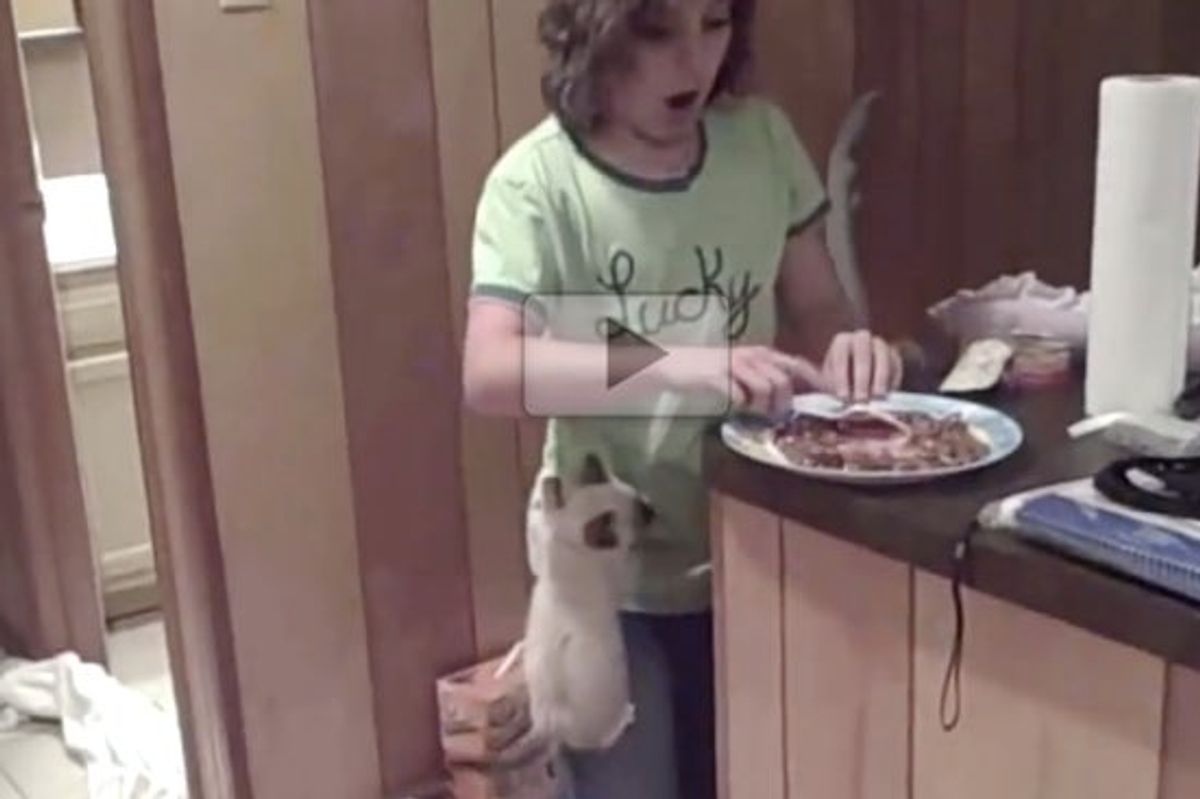 Kittens Have Zero Patience When It Comes to Food Time!