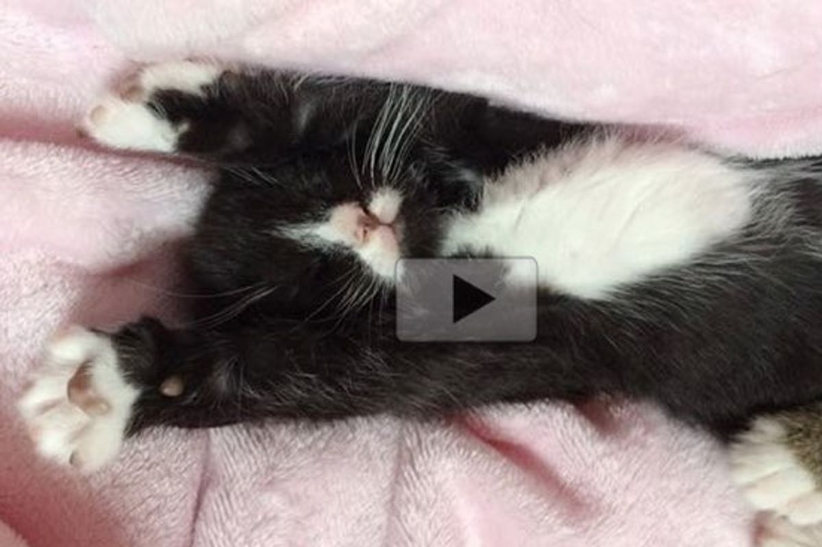 The Moment the Tuxedo Covers His Face with His Paws! I'm Done!