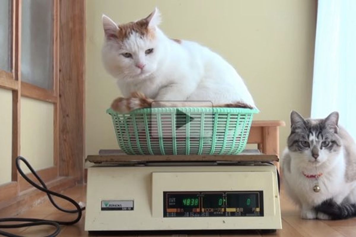 Six Cats Weighing in On Their Own