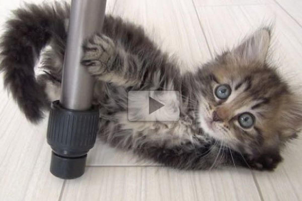 This Fluffy Kitty Makes Me Want to Adopt Another Cat! Just Adorable!