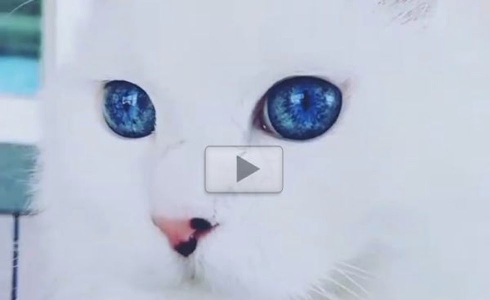 Stunning Cat with the Most Gorgeous Eyes I've Ever Seen!