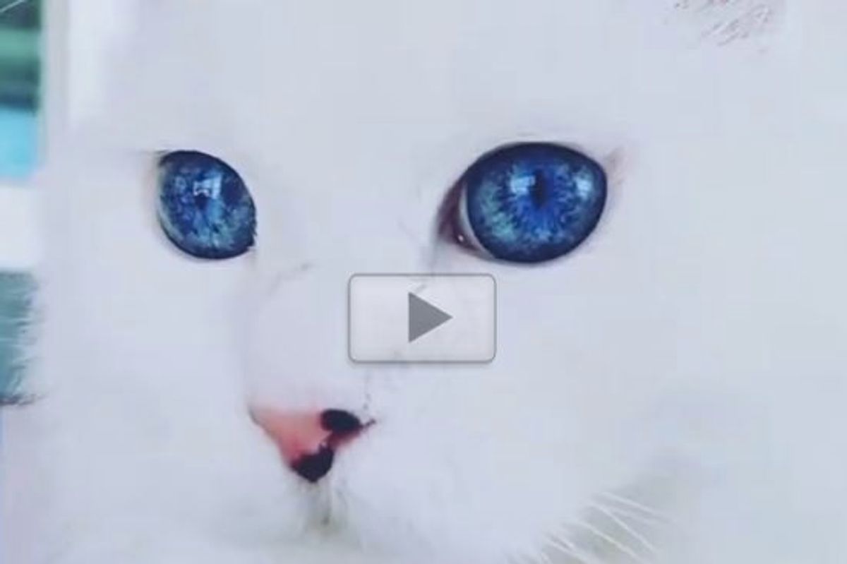 Stunning Cat with the Most Gorgeous Eyes I've Ever Seen!