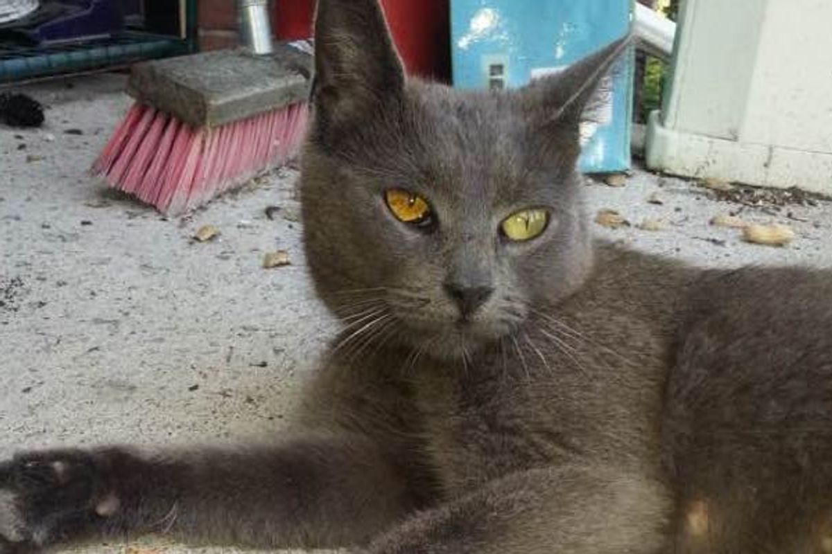 Stray Cat Befriends Family and Leads Them to Her Place with Furry Surprises!