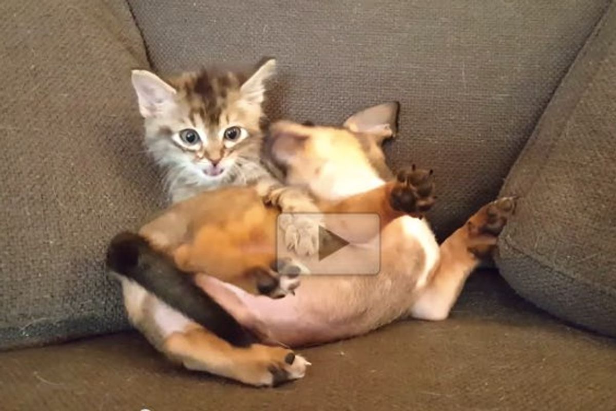 These Two Best Furiends Went from Nibblers to Snugglers