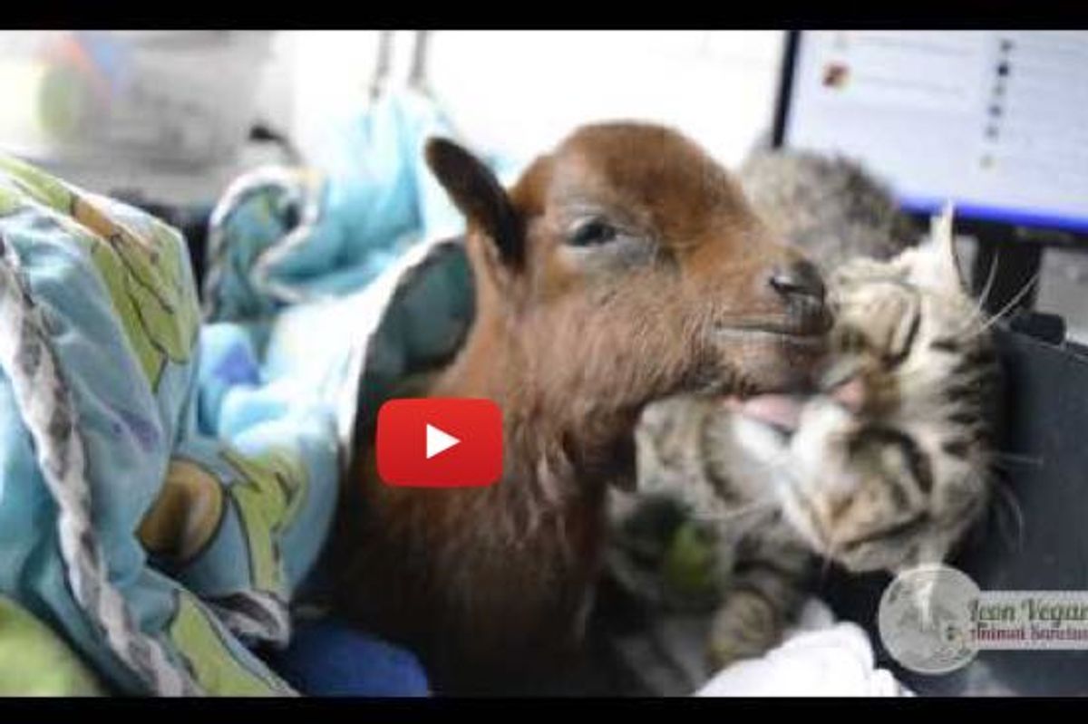 Rescued Tabby Cat Helps Care and Nurse Baby Goat Back to Health
