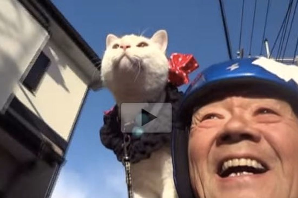 This Cat and His Old Man Go Motorcycling Together! Made My Day Completely!