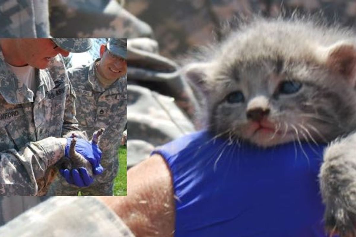 Heroic Rescue of Little Kitten "Cobra" from Helicopter