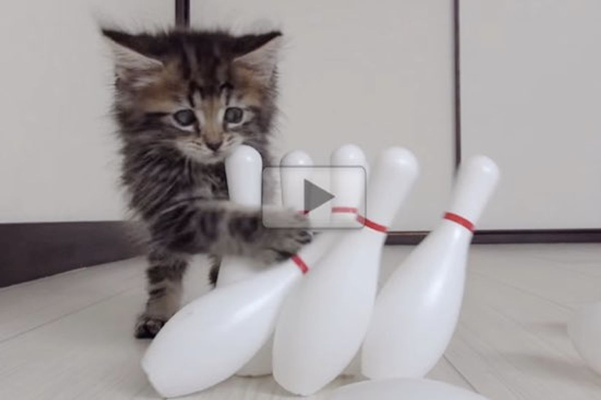 I Have Never Seen a Kitty Enjoy Bowling Quite Like This!