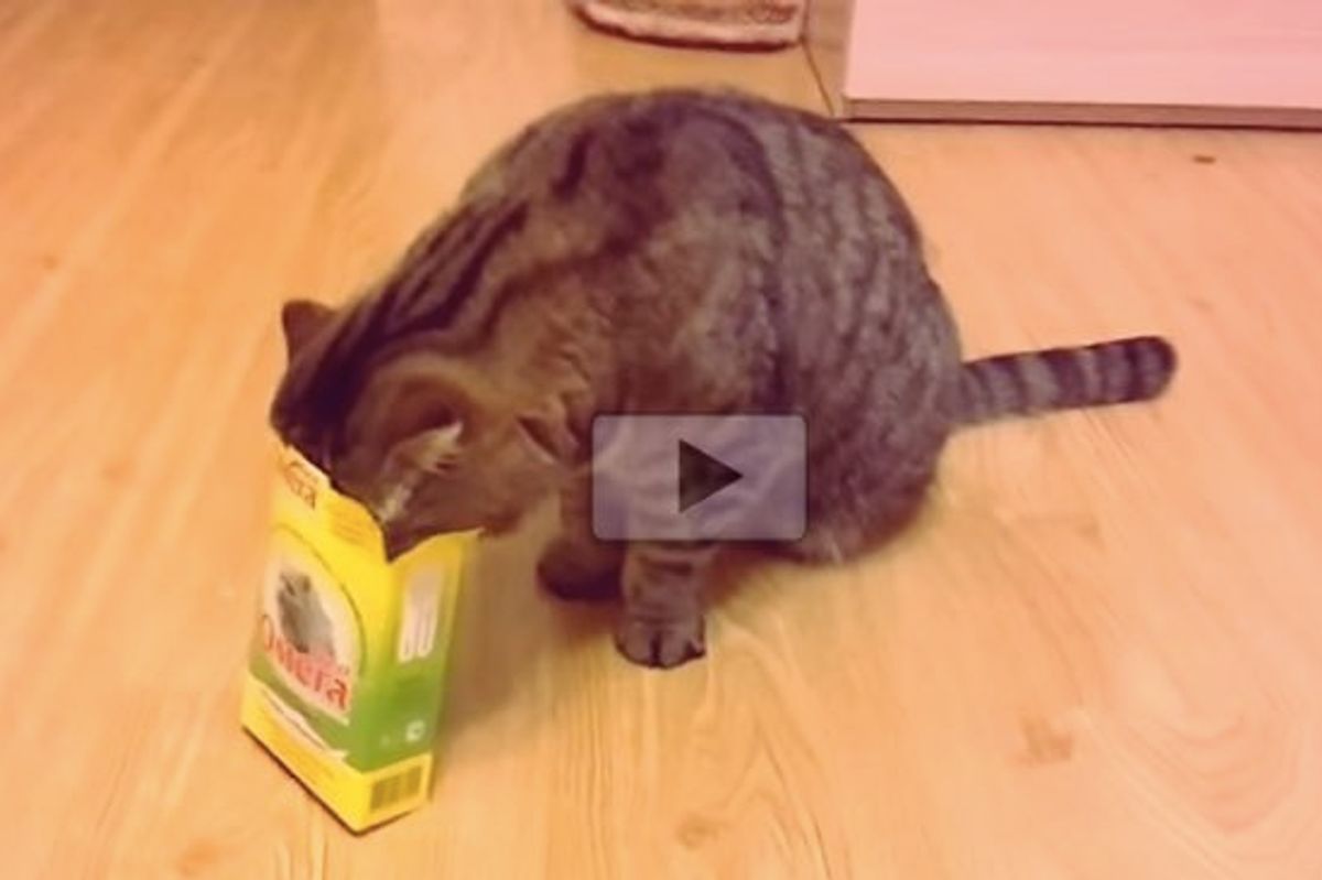 There's No Stopping These Auto-packing Cats!