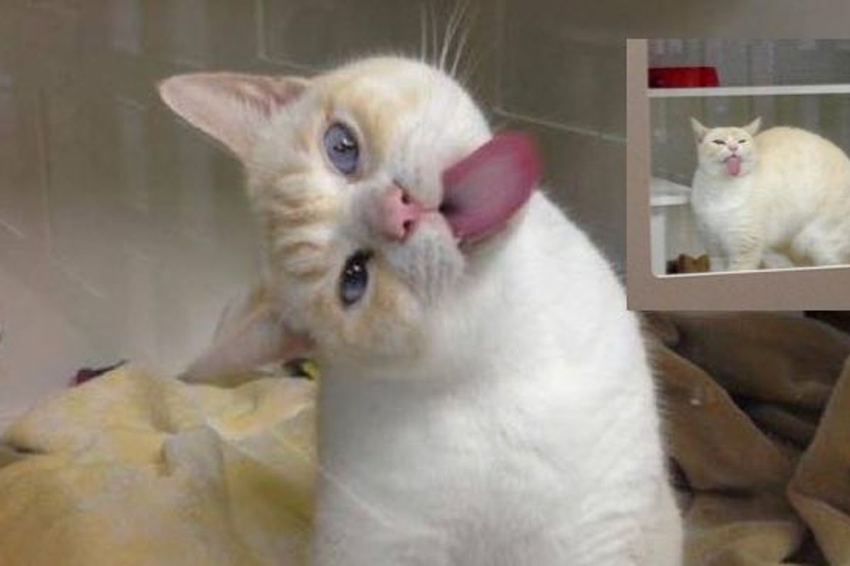 Sigmund the Shelter Cat Has Odd Tactics to Find His New Humans!