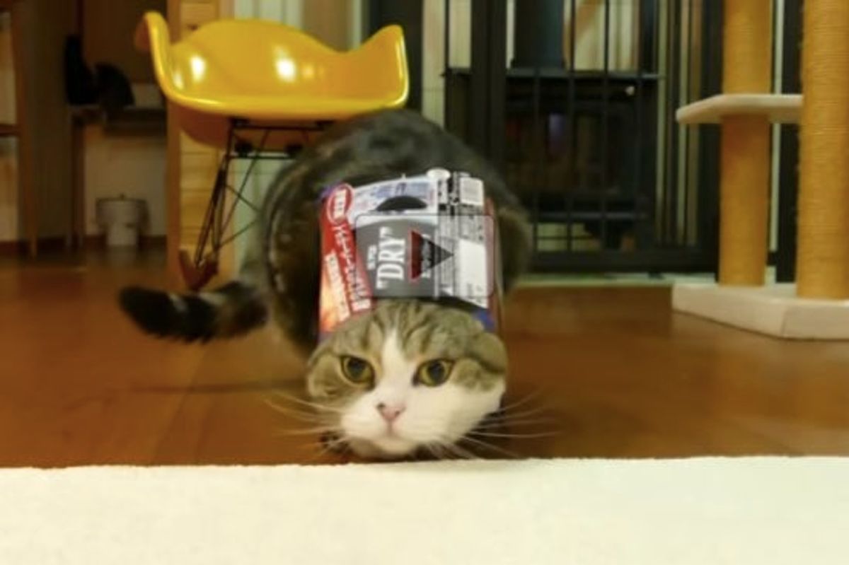 Does the Box Become Part of Maru OR Does Maru Become Part of the Box?
