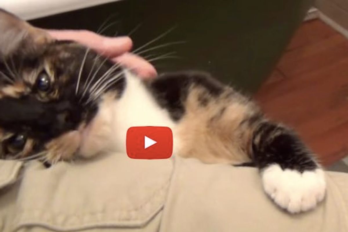 This is the Joy of Being a Cat Dad! True Love and Happiness