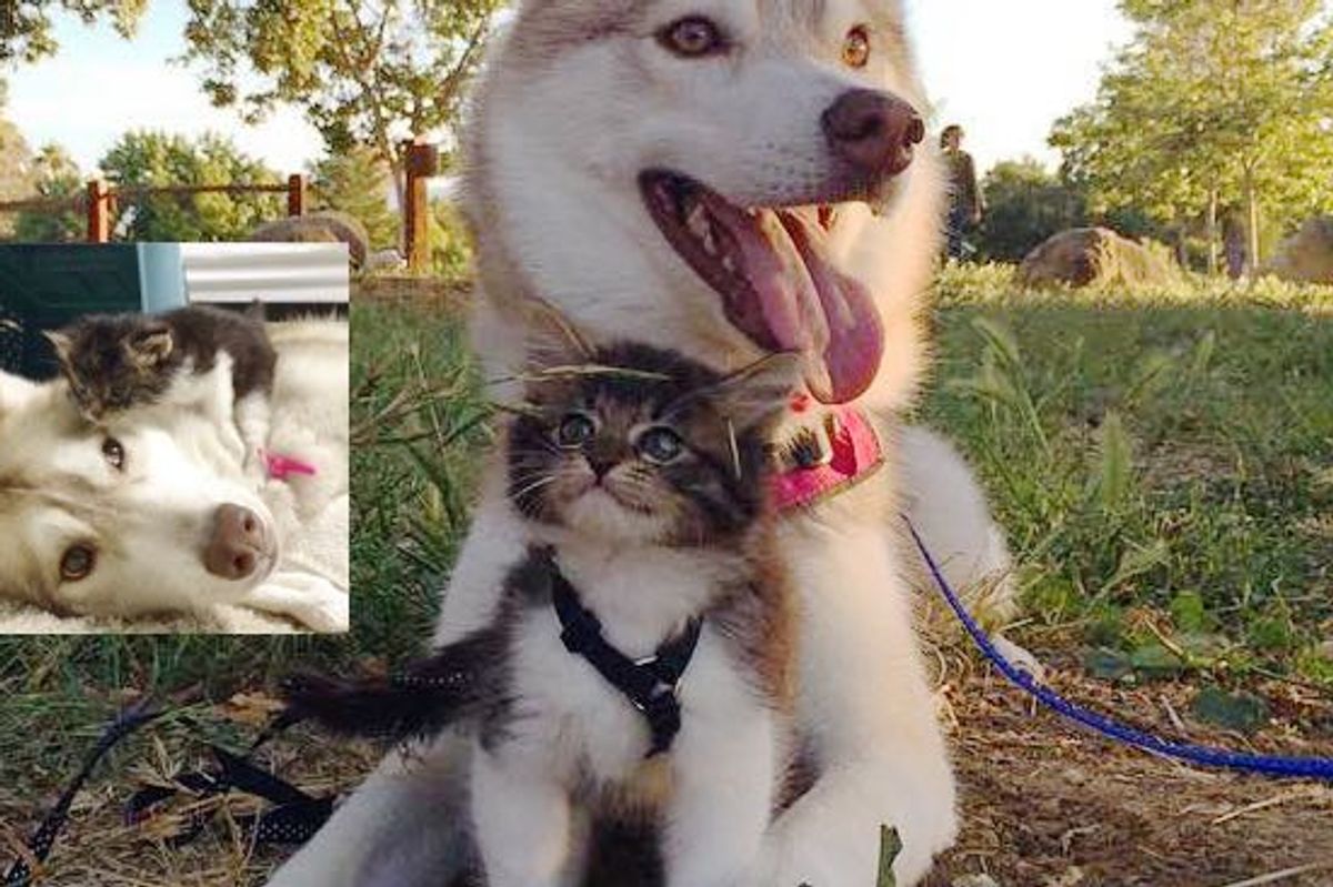 Husky Dog Mothers Rescue Kitten and Raises Her Like a Pup