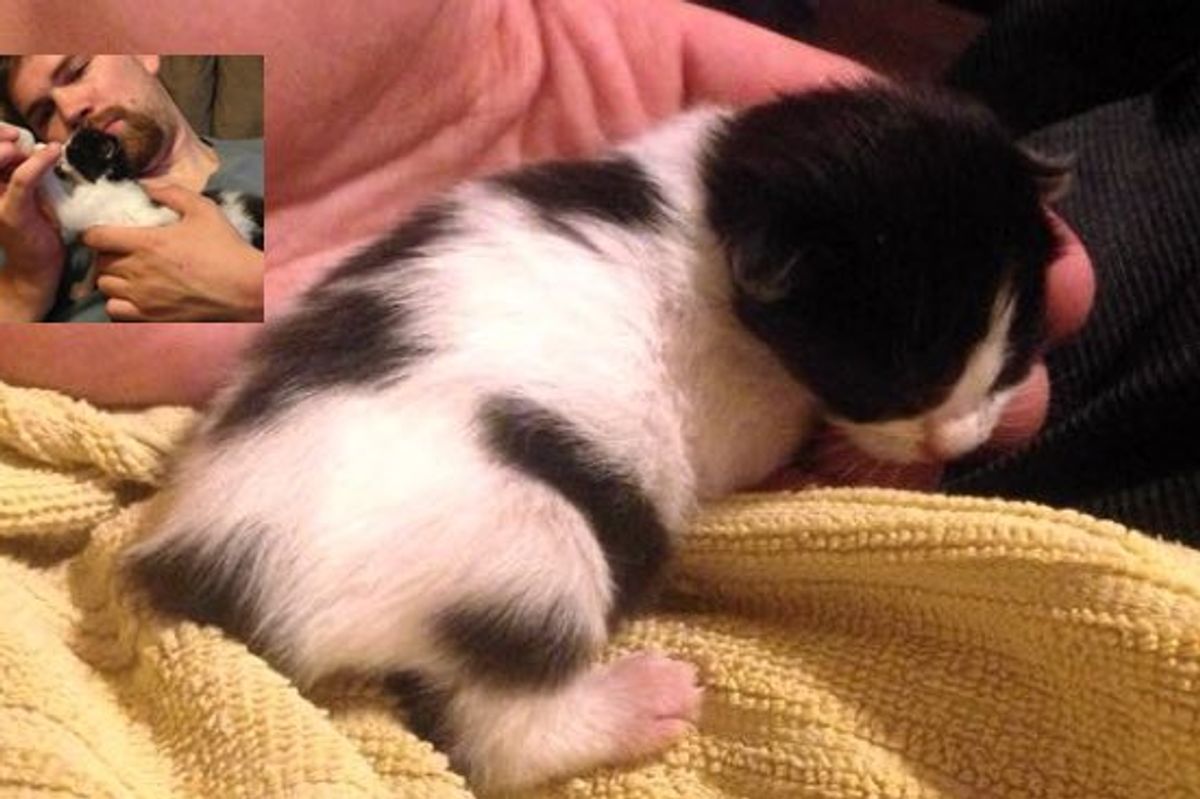 Man Saves 5-day-old Kitten and Becomes Her New Papa