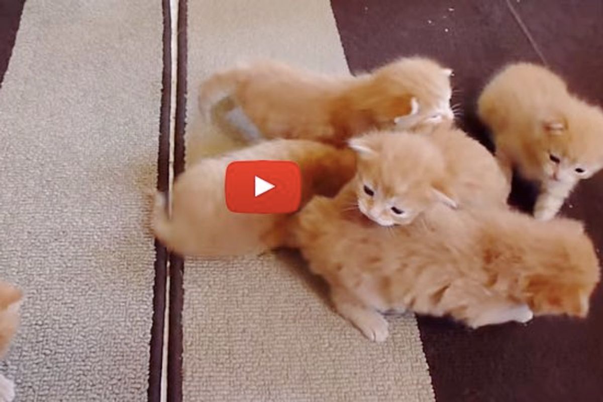 Six Ginger Foster Kittens Learning to Walk. That's a Lot of Furry Wobblers!