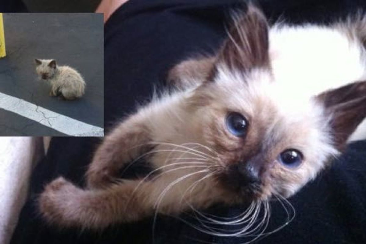 What Difference Love Makes in Just One Day for This Little Stray!