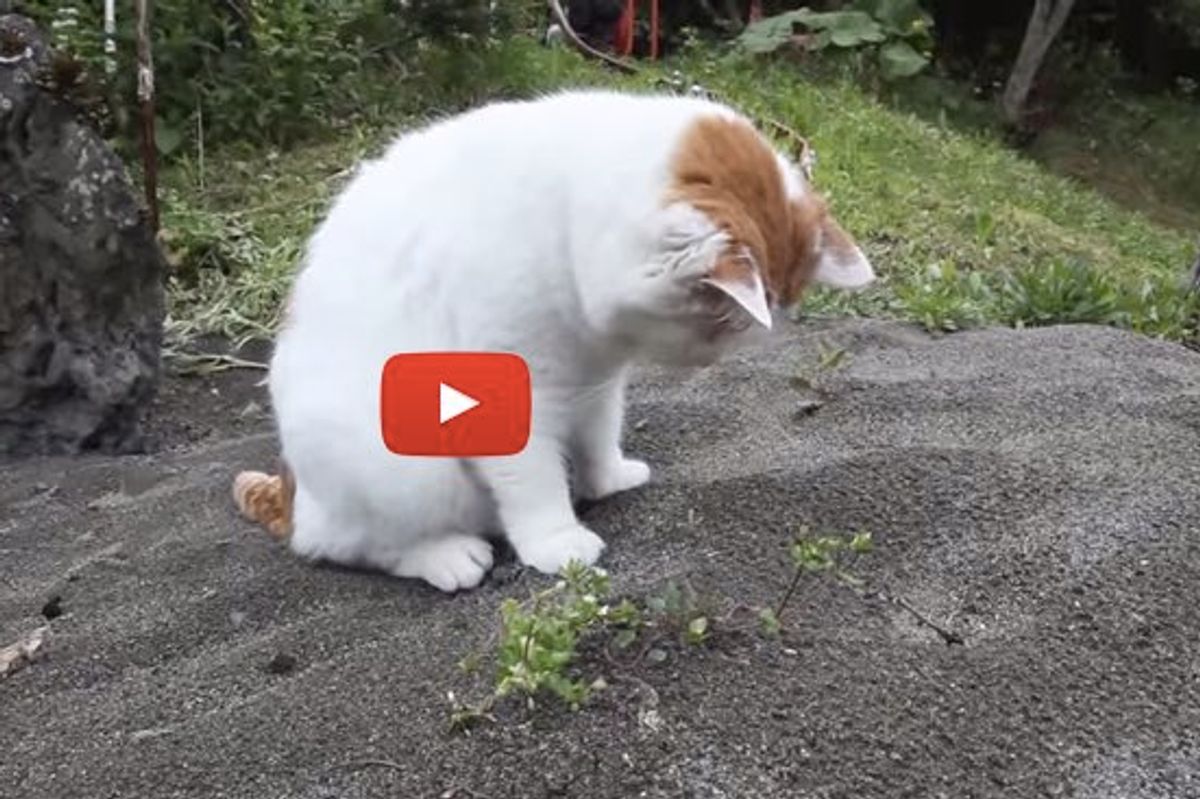 Kitty Keeps Digging, Determined to Find Out What's Under that Mound of Sand!