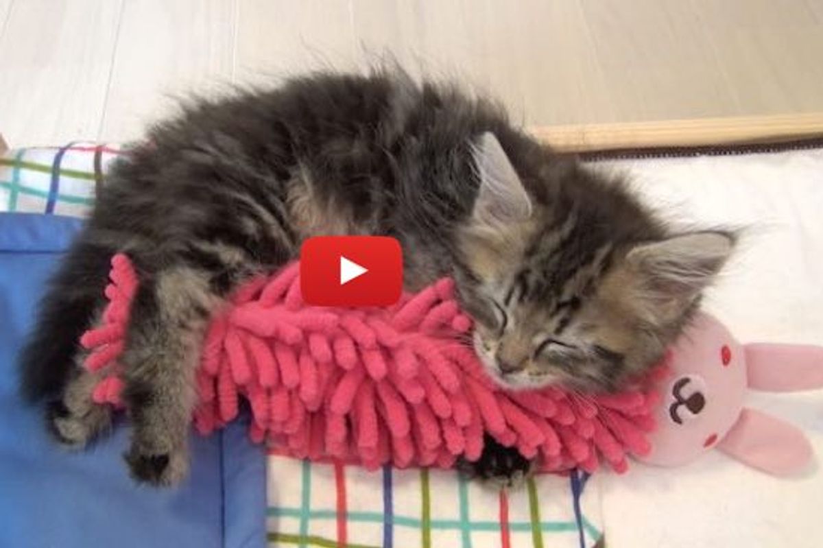 Sleepy Kitty Talking While Falling Asleep with His Bunny