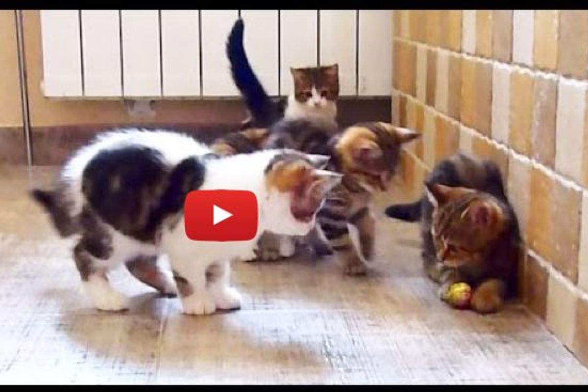 Five Kittens Trying to Share a Ball, But One Thinks Otherwise...
