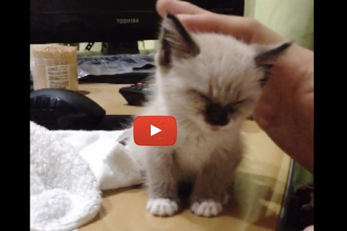 Little Sleepy Kitten Decides to Take a Nap While Standing Up