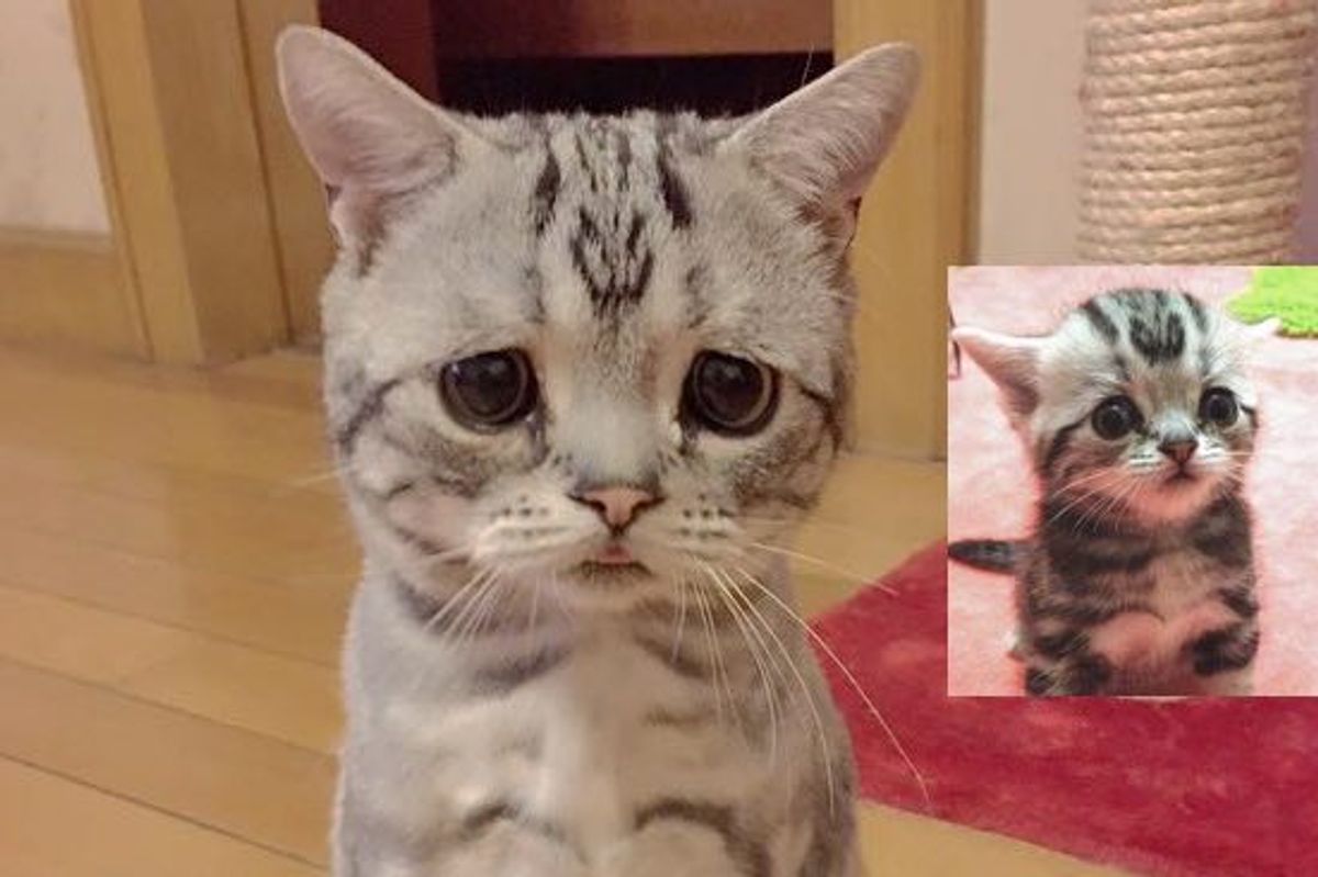 Cat with Sad Worried Eyes. He Can Get Away with Anything With that Look!