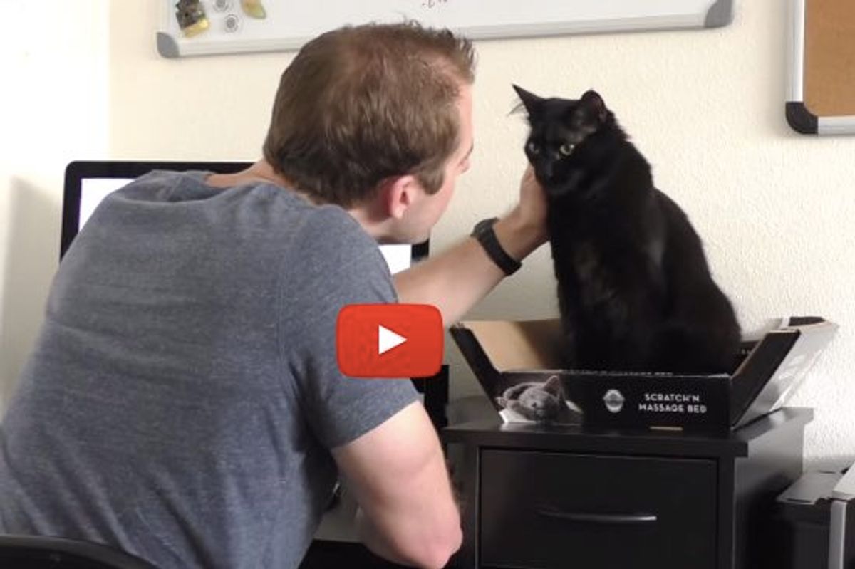 This Guy Has Figured Out Ways to Survive Working with Cats. The 'Cat Free Zone' is Hilarious!