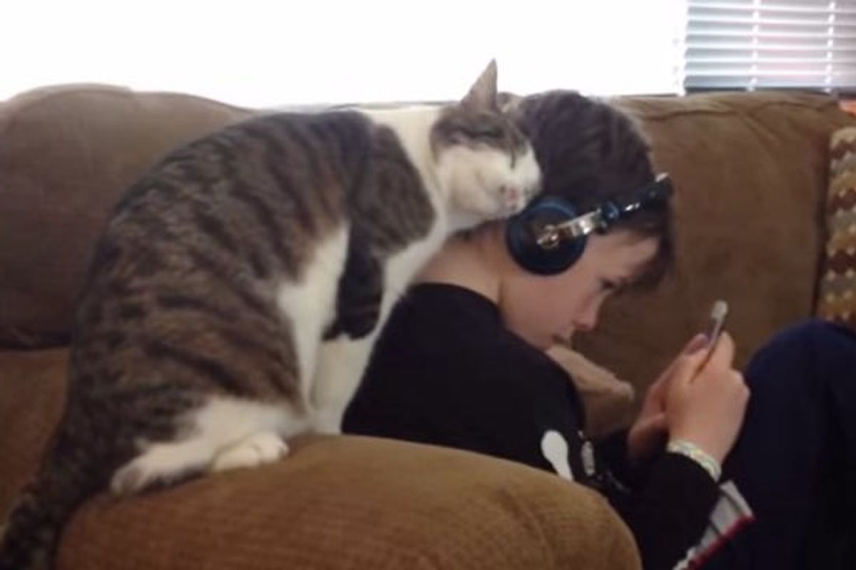 Affectionate Kitty Won't Let His Human Listen to Music