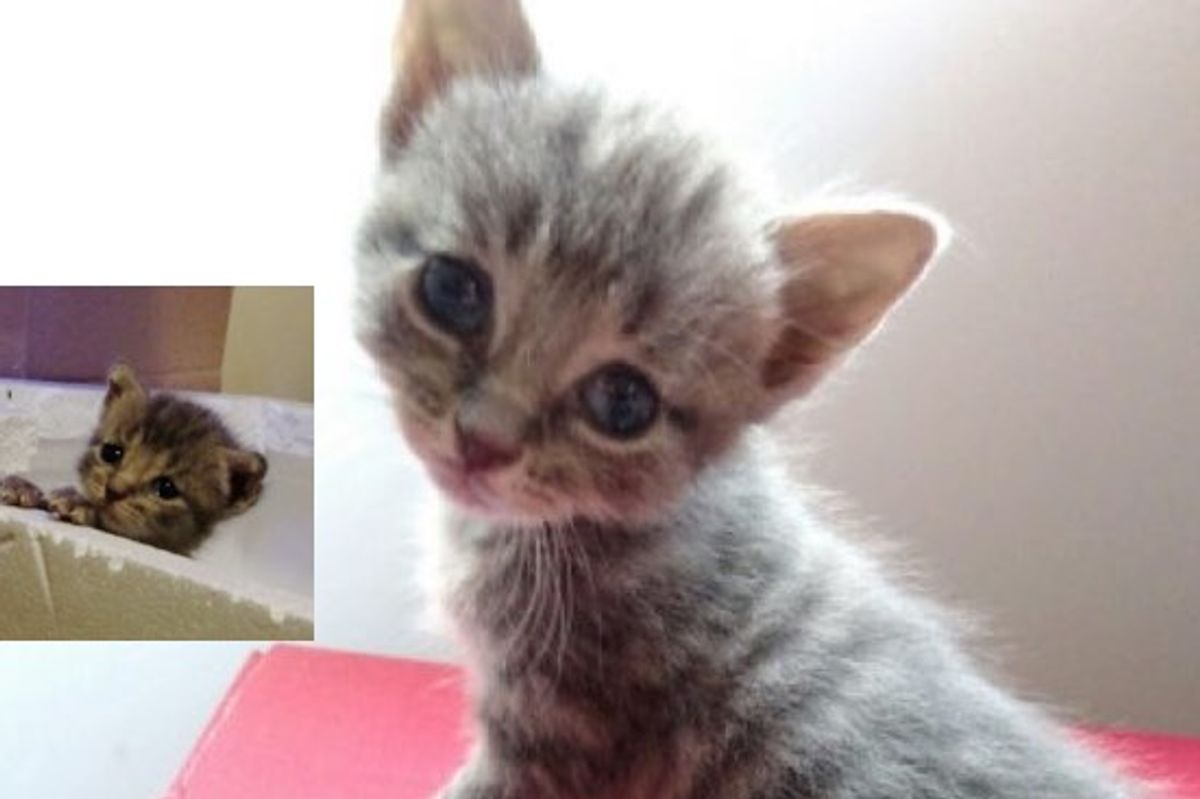 Kitten was Found Blind But They Helped Him See!