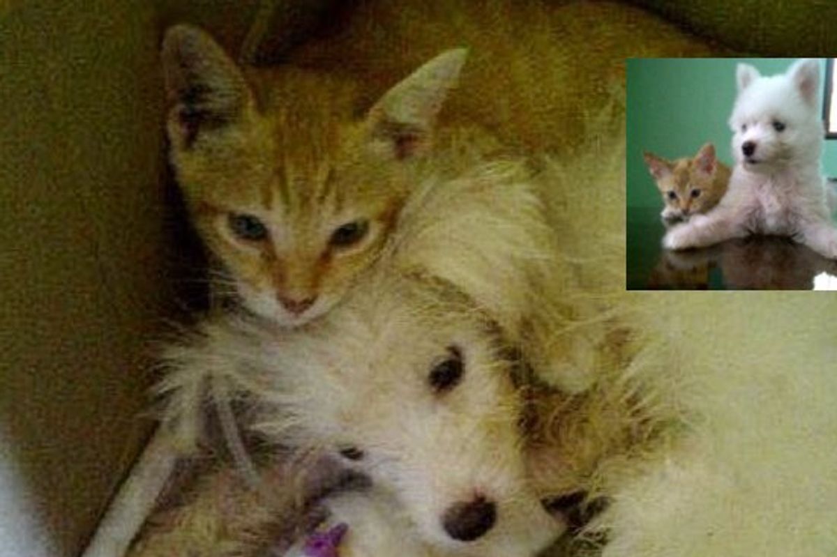 Ginger Kitten Nursed Puppy Back to Health While No One Thought the Pup Would Survive!