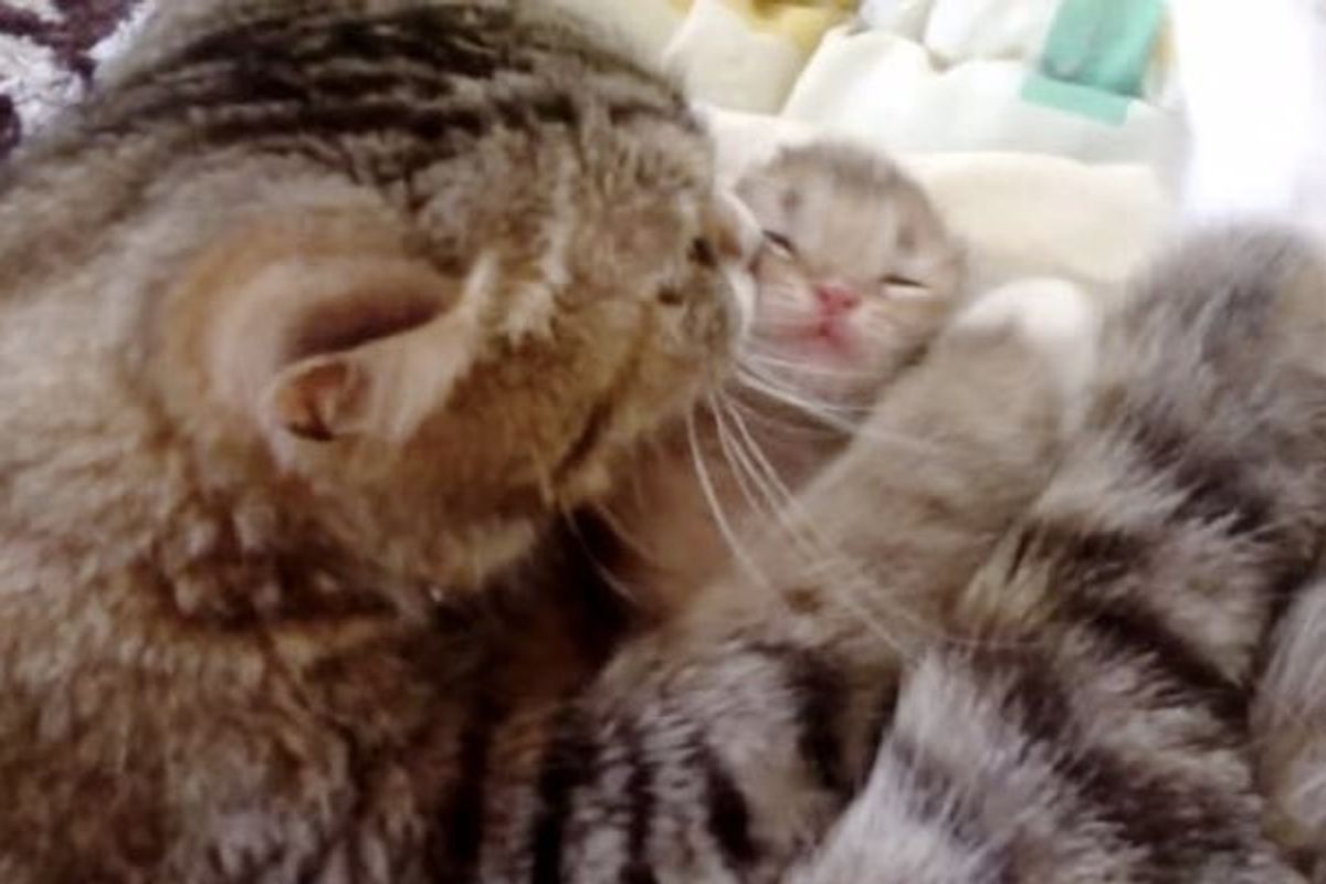 Cat Mama Soothes Her Tiny Baby with the Biggest Hug!