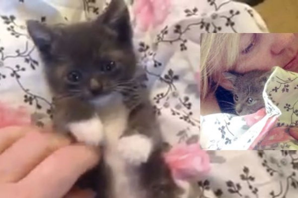 Woman Saw Kitten Fall Out from Under Car, Ran to Save Him!