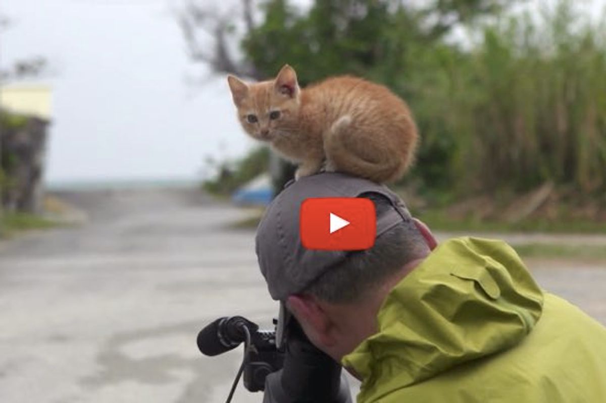 Kitty Walks Up to Wildlife Photographer and Decides to 'Help'