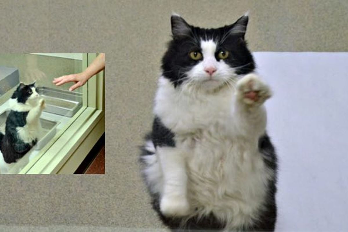 13 Year Old Kitty Paws at Glass When Someone Walks by at Shelter. She Misses Having a Home!