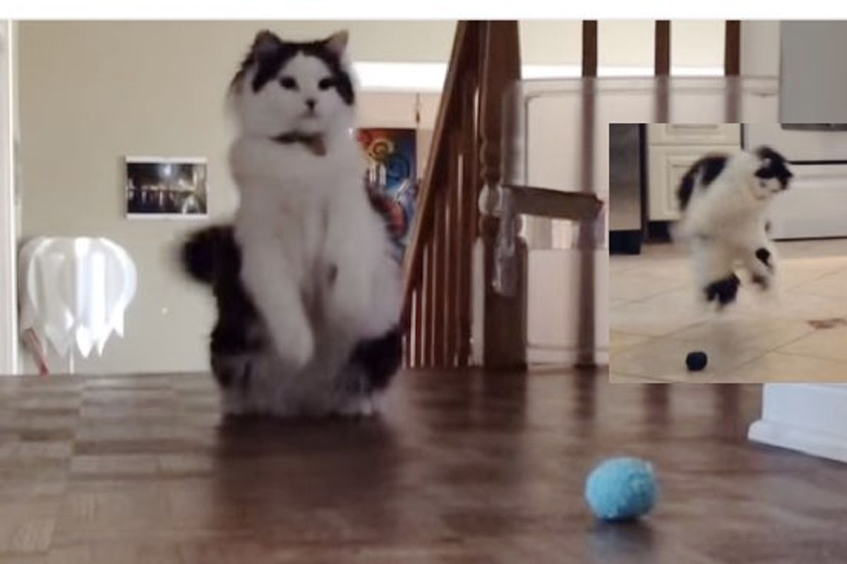 When Oreo the Cat Plays Ball, He Dances to It!
